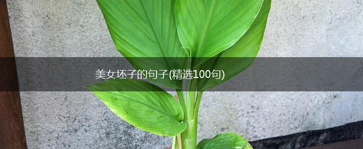 美女坯子的句子(精选100句),第1张