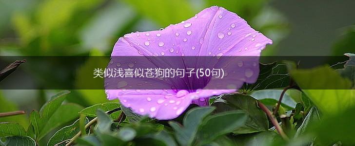 类似浅喜似苍狗的句子(50句),第1张