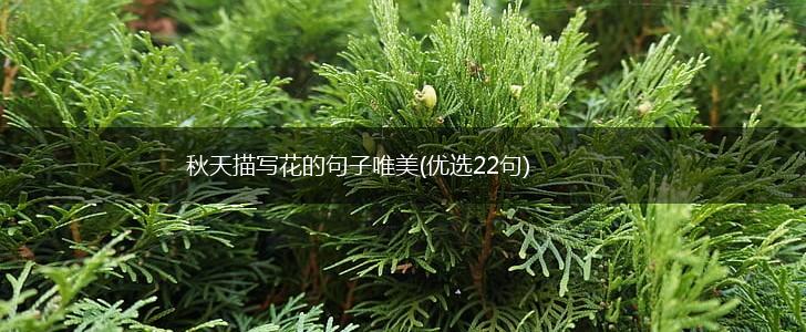 秋天描写花的句子唯美(优选22句),第1张