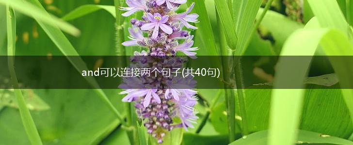 and可以连接两个句子(共40句),第1张