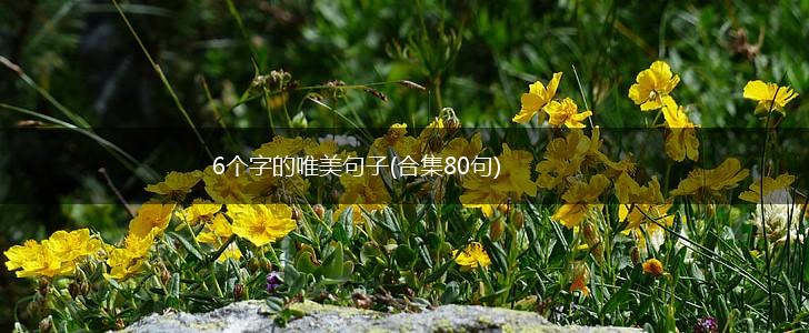 6个字的唯美句子(合集80句),第1张
