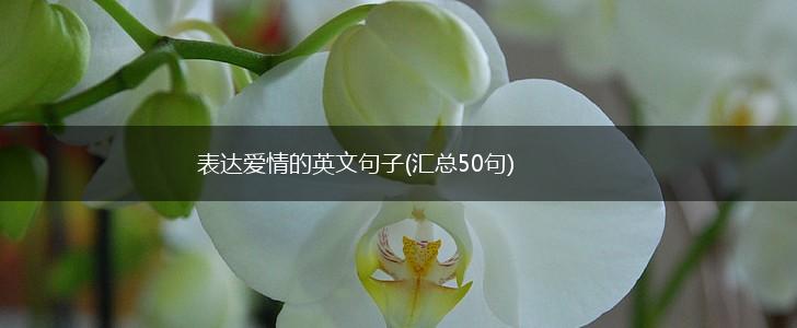 表达爱情的英文句子(汇总50句),第1张