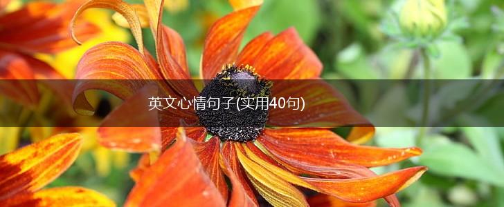 英文心情句子(实用40句),第1张