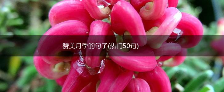 赞美月季的句子(热门50句),第1张