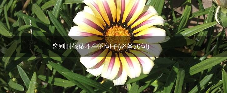 离别时依依不舍的句子(必备50句),第1张