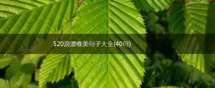 520浪漫唯美句子大全(40句),第1张