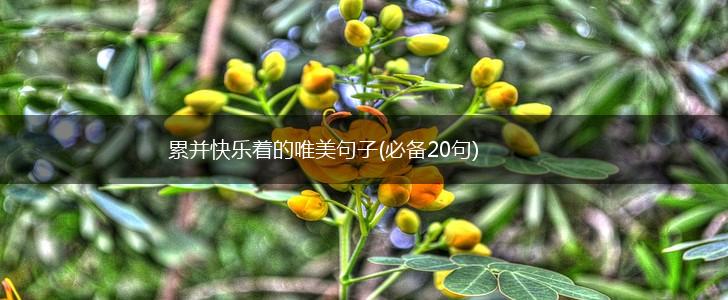 累并快乐着的唯美句子(必备20句),第1张