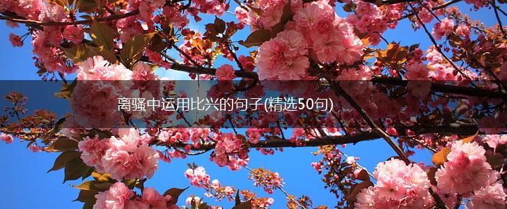 离骚中运用比兴的句子(精选50句),第1张