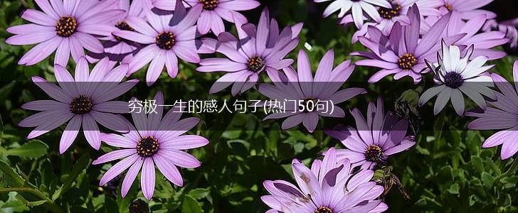 穷极一生的感人句子(热门50句),第1张