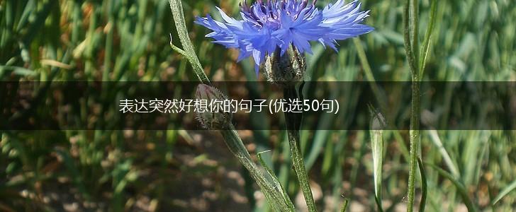 表达突然好想你的句子(优选50句),第1张