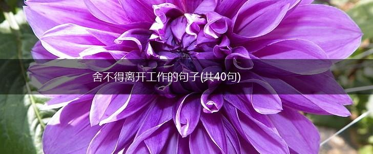 舍不得离开工作的句子(共40句),第1张