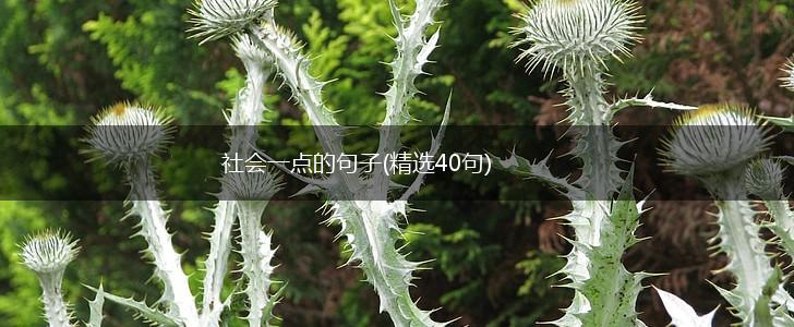 社会一点的句子(精选40句),第1张
