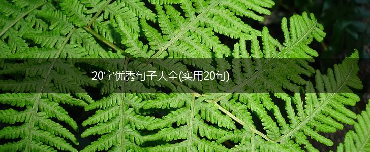 20字优秀句子大全(实用20句),第1张