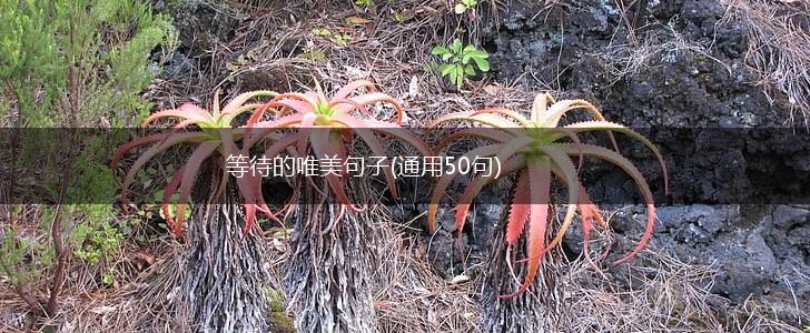 等待的唯美句子(通用50句),第1张