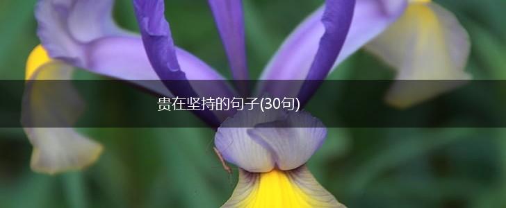 贵在坚持的句子(30句),第1张 贵在坚持的句子(30句),第1张