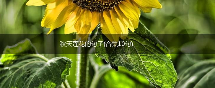 秋天莲花的句子(合集10句),第1张