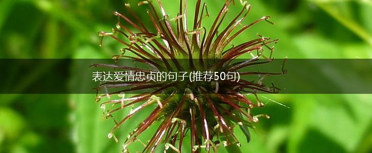 表达爱情忠贞的句子(推荐50句),第1张