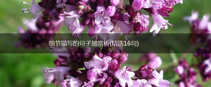 细节描写的句子加赏析(精选16句),第1张
