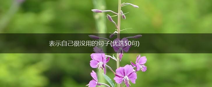表示自己很没用的句子(优选50句),第1张