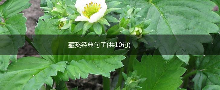 藏獒经典句子(共10句),第1张