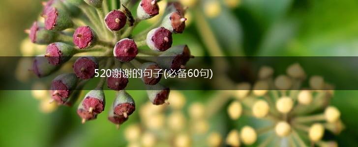 520谢谢的句子(必备60句),第1张