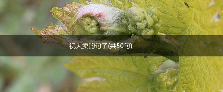 祝大卖的句子(共50句),第1张
