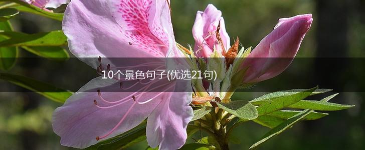 10个景色句子(优选21句),第1张