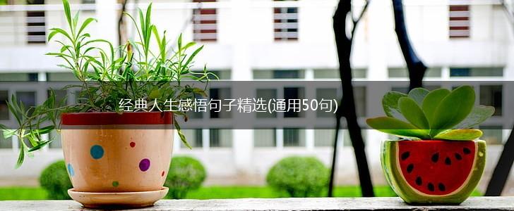 经典人生感悟句子精选(通用50句),第1张