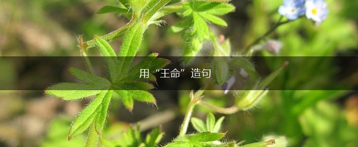 用“王命”造句,第1张