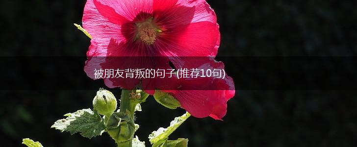 被朋友背叛的句子(推荐10句),第1张