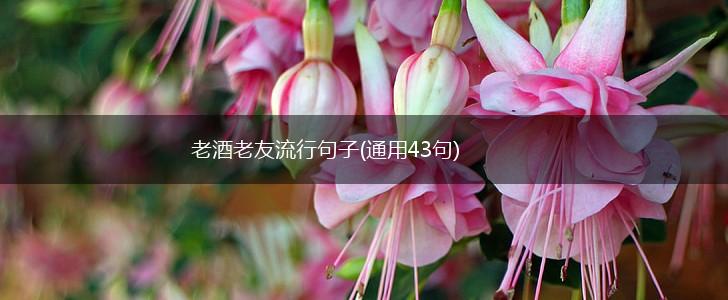 老酒老友流行句子(通用43句),第1张