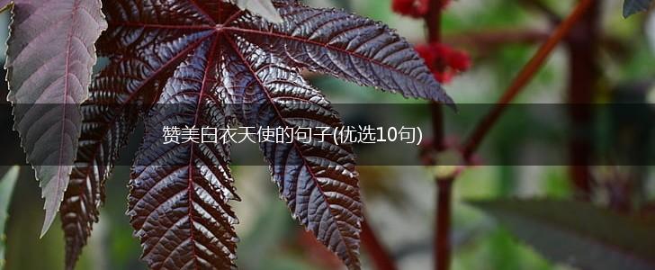 赞美白衣天使的句子(优选10句),第1张