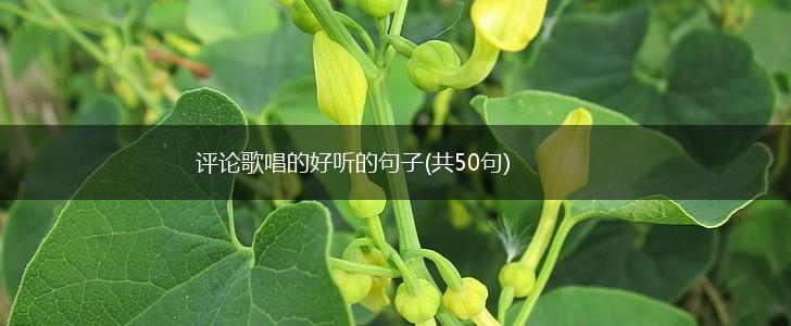 评论歌唱的好听的句子(共50句),第1张