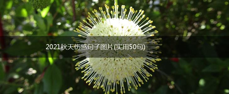 2021秋天伤感句子图片(实用50句),第1张
