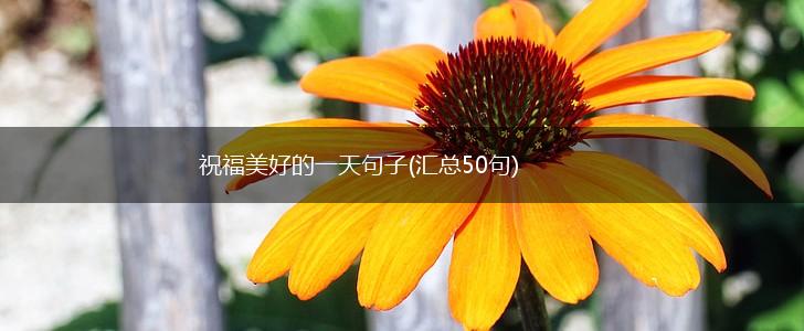 祝福美好的一天句子(汇总50句),第1张