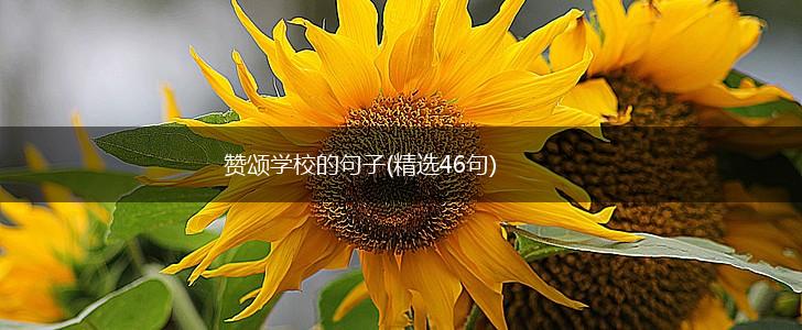 赞颂学校的句子(精选46句),第1张