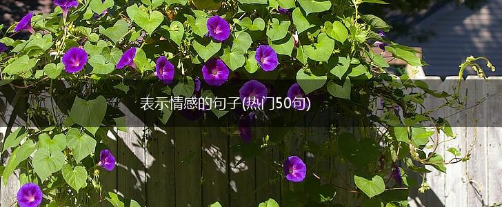 表示情感的句子(热门50句),第1张