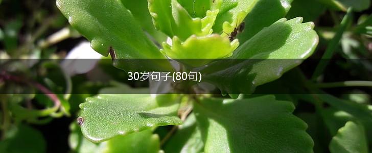 30岁句子(80句),第1张