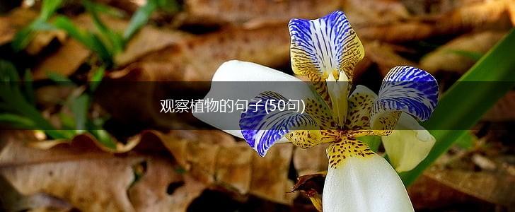 观察植物的句子(50句),第1张