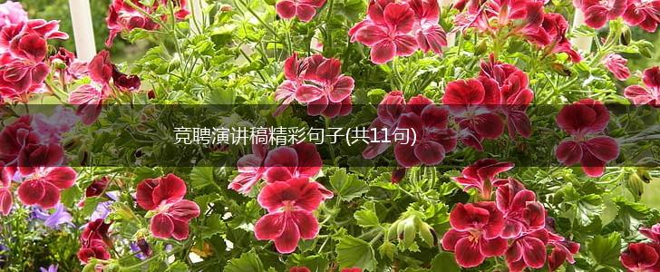 竞聘演讲稿精彩句子(共11句),第1张