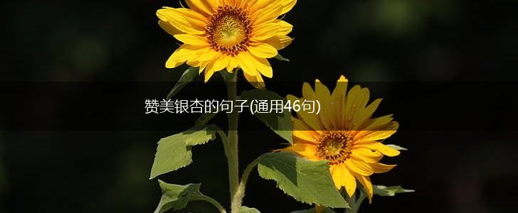 赞美银杏的句子(通用46句),第1张