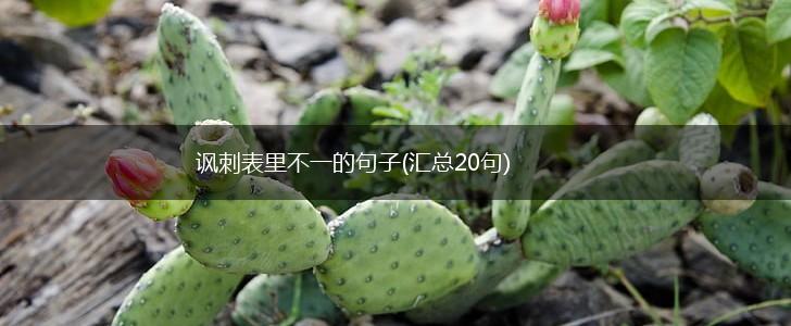 讽刺表里不一的句子(汇总20句),第1张