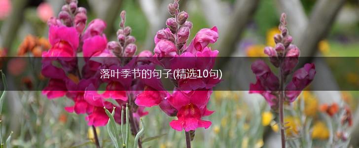 落叶季节的句子(精选10句),第1张