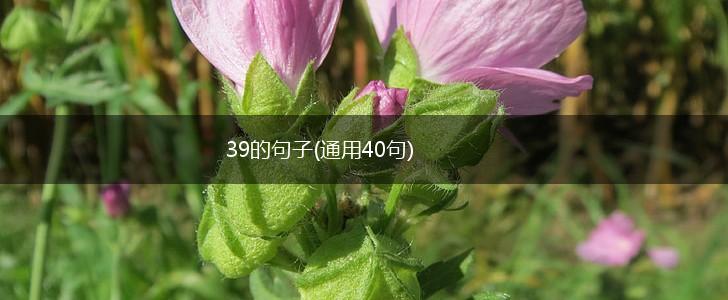 39的句子(通用40句),第1张