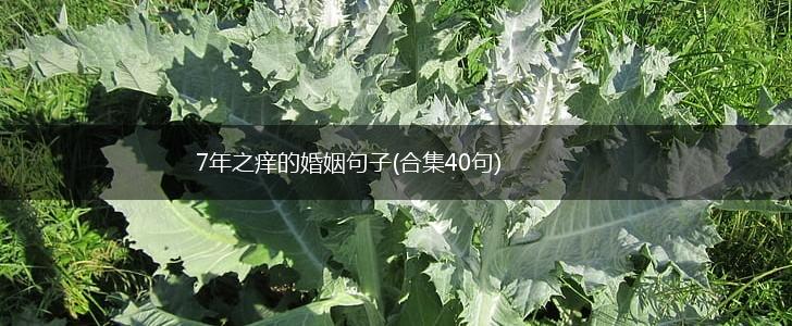 7年之痒的婚姻句子(合集40句),第1张
