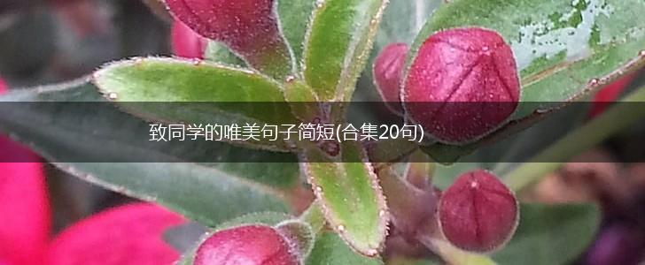 致同学的唯美句子简短(合集20句),第1张