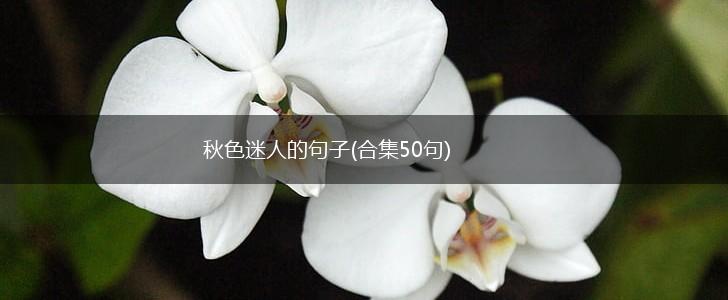 秋色迷人的句子(合集50句),第1张