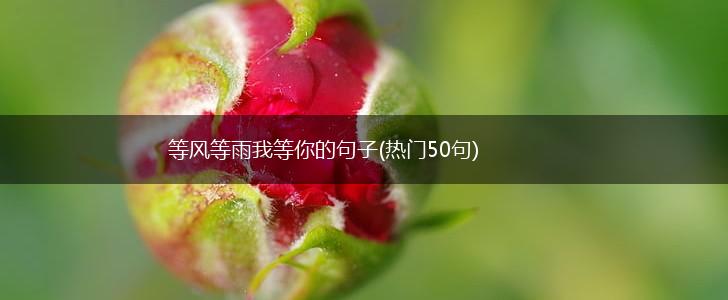等风等雨我等你的句子(热门50句),第1张