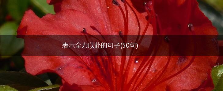 表示全力以赴的句子(50句),第1张