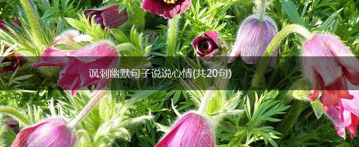 讽刺幽默句子说说心情(共20句),第1张